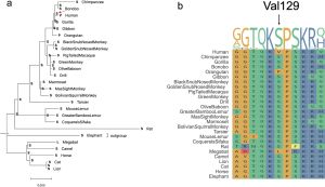 조상 상태 재구성 및 종간 상동 정렬. a MEGA11의 최대 파벌(MP) 방법을 기반으로 한 인간 Val129(빨간색 화살표)의 조상 상태 재구성. b 인간 Val129 부위(정렬 위에 검은색 화살표)를 포함하는 지역 정렬.