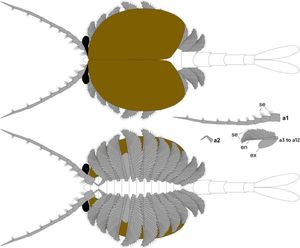 추안디아넬라의 모습을 위아래로 표현한 그림