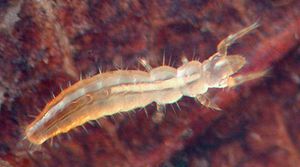 미국 듀럼에서 발견된 낫발이