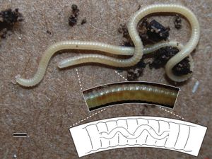 지네의 일종인 일라크메 플레니페스(Illacme plenipes)는 170개의 마디와 662개의 다리를 가졌다.