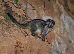 아삼, 인도의 흰코사향고양이