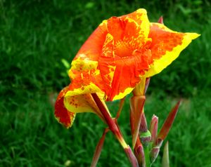 텍사스 걸프 코스트, 빨강 & 노랑