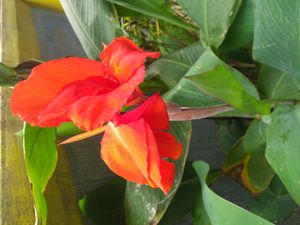 빨간색 칸나 릴리