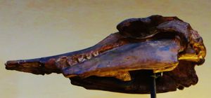 S. bariensis 두개골