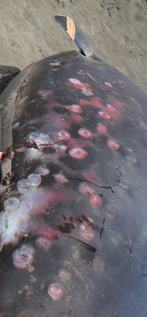 좌초된 고래의 옆구리에 여러 개의 둥근 흉터가 보인다