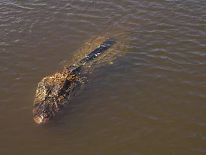 헤엄치는 검은 카이만