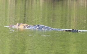 헤엄치는 검은카이만
