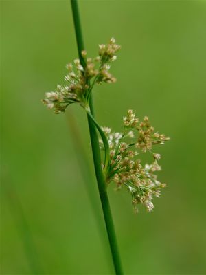 Juncus effusus(골풀) (및 'J.' sect. Juncotypus의 다른 종)에서 포는 줄기의 연장으로 나타나며, 꽃차례는 측면에 나타난다.