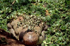 베네수엘라 야노스 지역에 서식하는 오리노코악어. 개체수 감소로 인해 포획 및 번식 프로그램이 진행되고 있다.