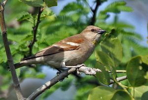검은머리참새 (Keoladeo 국립공원, 인도)