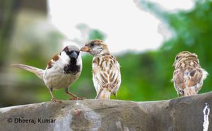 Tharparkar, Sindh의 참새