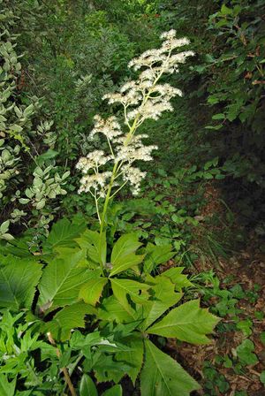 Rodgersia podophylla의 꽃