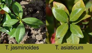 T. jasminoides와 T. asiaticum 비교