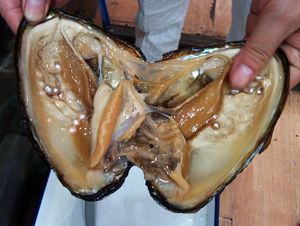 갓 열린 Hyriopsis cumingi(담수 조개) 내부의 배양 진주.