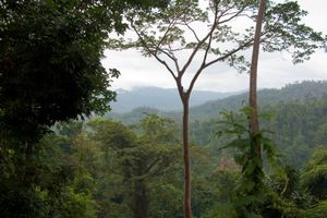 팔라완 중앙부의 주요 열대 다습 우림