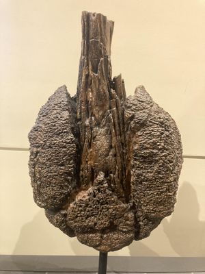 미상 안킬로사우루스아과 꼬리 곤봉, CMN 349