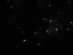 350 nm 직경의 고분자 콜로이드 입자의 브라운 운동