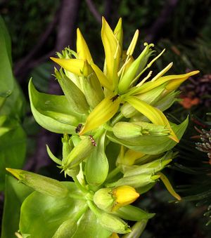 겐티아나 루테아(Gentiana lutea)의 강장 효능을 발견했을 가능성이 있는 겐티우스의 이름을 따서 겐티아나(Gentiana) 속명이 지어졌다.