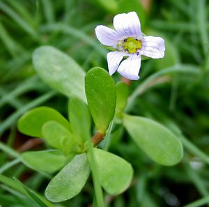 바코파 몬니에리(Bacopa monnieri) 인도 하이데라바드