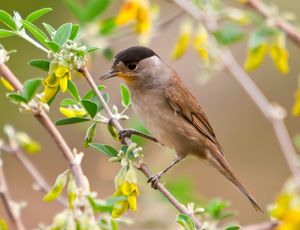 나무에 앉아 있는 검은머리휘파람새 수컷