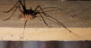 뉴질랜드의 Pachyrhamma edwardsii