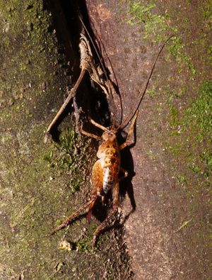 Talitropsis sedilloti