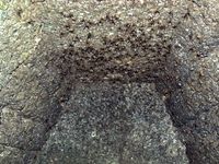 고분 석실에서 군생하는 얼룩꼽등이