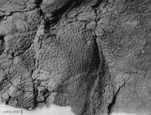 피부 자국을 보여주는 표본 AMNH 5427