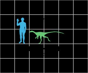 코엘루루스는 평균 성인과 비교한 크기