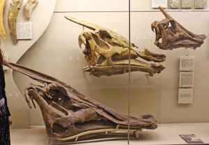 모스크바 고생물학 박물관(Moscow Paleontological Museum)의 두개골