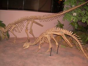 과거에 머리와 목이 힙실로포돈(Hypsilophodon)을 따라 재구성된 테스켈로사우루스(Thescelosaurus)의 골격