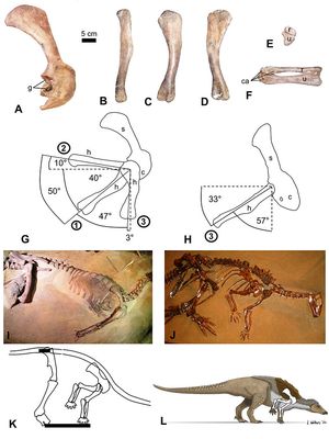 NCSM 15728의 오른쪽 가슴띠와 앞다리 뼈, 그리고 어깨에서의 움직임