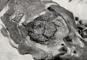 "Willo"의 추정 "심장"