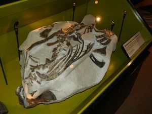 왕립 티렐 고생물학 박물관에 전시된 화석