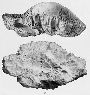부분적인 돔 CMN 515, S. validum의 렉토타입, 오른쪽과 밑면에서 본 모습