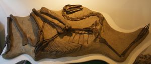 BHI 1266의 주형, 이는 스트루티오미무스 세덴스(Struthiomimus sedens) 표본일 수 있음