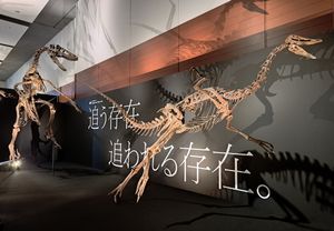 다코타랩터(Dakotaraptor)에게 쫓기는 스트루티오미무스를 묘사한 재구성된 골격