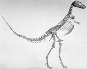 Gorgosaurus sternbergi의 모식 표본 AMNH 5664, 현재는 Gorgosaurus libratus의 어린 개체로 간주됨
