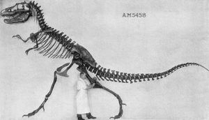 표본 AMNH&nbsp;5458