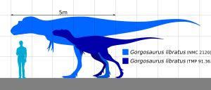 사람과 비교한 G. libratus 성체 및 준성체의 크기