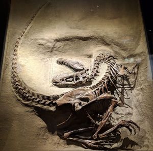 "죽음의 자세"를 취한 준성체 표본 TMP91.36.500, 로열 티렐 고생물 박물관