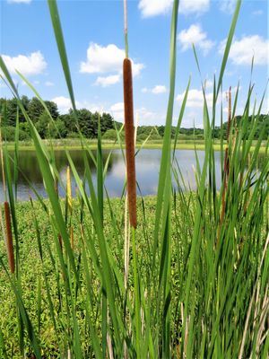 크로아티아의 저수지 가장자리에 있는 Typha angustifolia