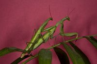 항라사마귀의 교미.