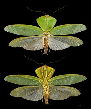 열대지방 사마귀의 위장술. 수컷 Choeradodis stalii