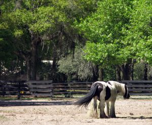 오캘라의 집시 골드 농장