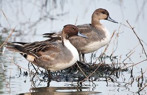 인도에서 겨울을 나는 번식하지 않는 수컷