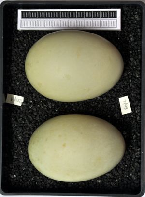 비스바덴 박물관 소장 알
