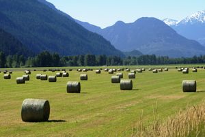 FBI 요원 커닝햄의 두 번째 납치와 관련된 장면을 촬영하는 데 사용된 펨버턴의 건초 더미 밭.
