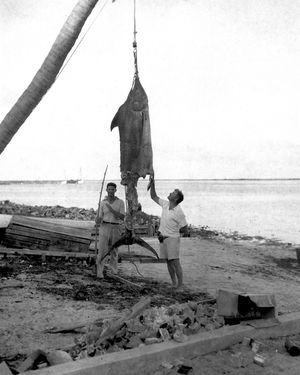 헨리 스트레이터와 헤밍웨이, 비미니