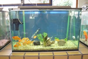 수족관의 물고기